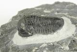 Two D Gerastos Trilobites - Mrakib, Morocco #204431-4